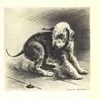 Bedlington Terrier  