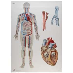 3B Scientific V2018U Human Blood Circulation Anatomical Chart, without 