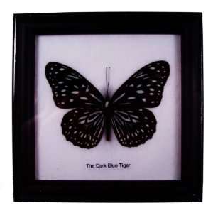    Butterfly Framed the Dark Blue Tiger Black Frame: Everything Else
