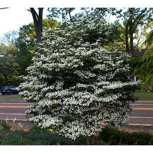  Viburnum Summer Snowflake (1 Gallon) Patio, Lawn & Garden