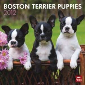  Boston Terrier Puppies 2012 Wall Calendar 12 X 12 