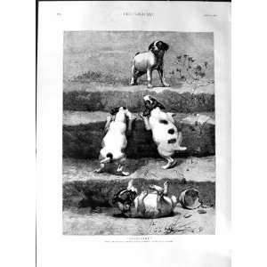   1888 William Strutt Fine Art Puppy Dogs Climbing Steps: Home & Kitchen