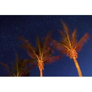  Starry Skies and Palm Trees