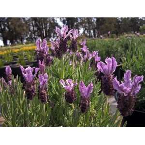  Boysenberry Ruffles Lavender Plant   Perfumes/Pot pourris 
