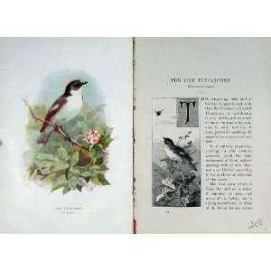 1901 Swaysland Wild Birds Pied Flycatcher Thorburn:  Home 