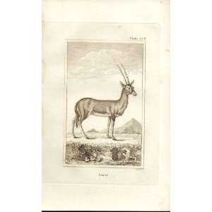  Pasan 1812 Buffon Natural History Pl 258 Antique Print 