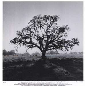  Oak Tree, Sunrise by Ansel Adams 6x6