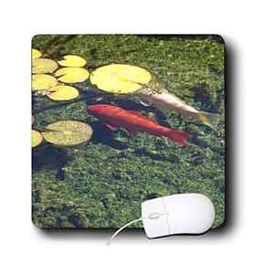   Popp Nature N Wildlife animals   Coy fish   Mouse Pads Electronics