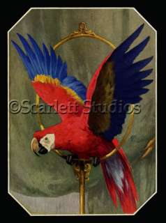 Colorful RED PARROT with Wings Spread   GICLEE PRINT  