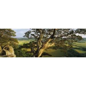 Cedar Tree, Wisconsin, USA by Panoramic Images , 12x36