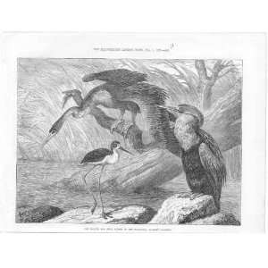  Darter, Stilt Plover, Antique Bird Print 1873