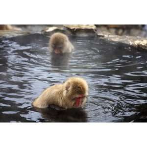  Snow Monkeys (Japanese Macaque) in Jigokudani Yaen Koen 