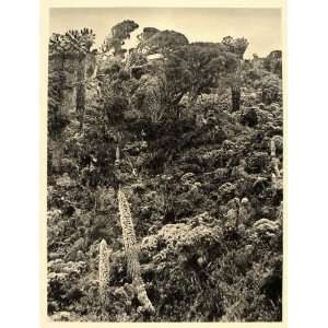  1930 Mount Kilimanjaro Alpine Region Tanzania Landscape 