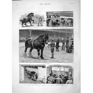  1892 Shire Horse Show Agricultural Hall Antique Print 