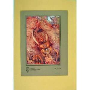  Lion Ant Marys Gift Book Color Inscet Antique Print