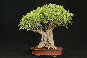 FICUS RELIGIOSA 50 Semillas bonsai seeds  