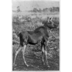 Young moose domesticated,Major Penses ranch,Yellowstone,Park,WH 