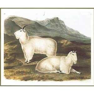  Rocky Mountain Goat by John James Audubon 19.00X16.00. Art 