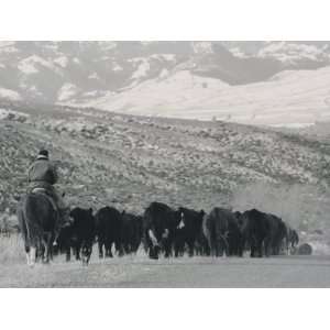  A Shot of Ranchers Pushing Cattle in December Photographic 