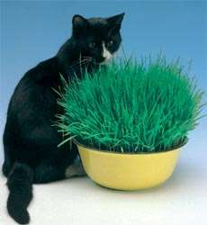 CAT DOG OAT WHEAT GRASS digestive aid SEEDS Buy 1 Get 1  