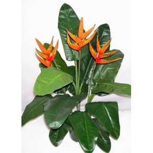  40 Triple Heliconia Plant (orange): Home & Kitchen