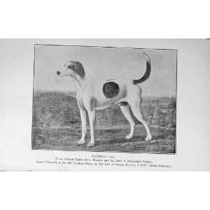  1910 Hound Dog Tapster Old Charlton Hunt Earl March: Home 
