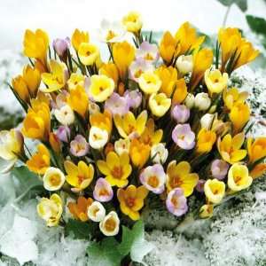   Snow Crocus Mix   Fall Bulbs by Winston Brands Patio, Lawn & Garden