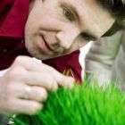 Wheatgrass is grown indoors . Our wheatgrass is grown in a sterile 