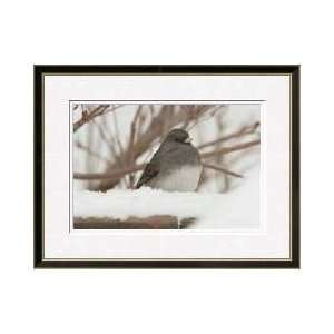   In Winter Howard County Maryland Framed Giclee Print: Home & Kitchen