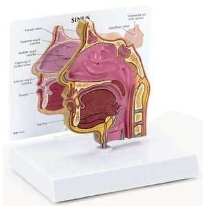 Sinus Model Human Anatomical  Industrial & Scientific