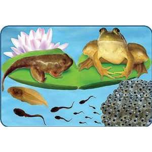 Insect Lore Frog Life Cycle Floor Puzzle   24 Pieces 