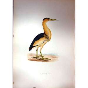  1851 British Bird Little Bittern Nature Colour Plate