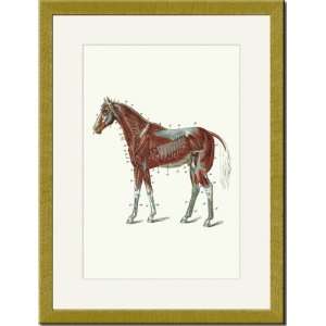   Print 17x23, External Muscles And Tendons of the Horse: Home & Kitchen