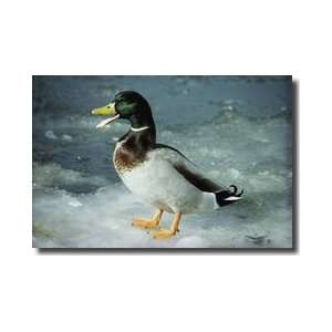   Mallard Duck On Ice Kent Island Maryland Giclee Print