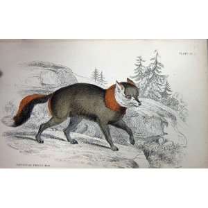  JARDINE c1839 AMERICAN CROSS FOX WILD ANIMAL COLOUR: Home 
