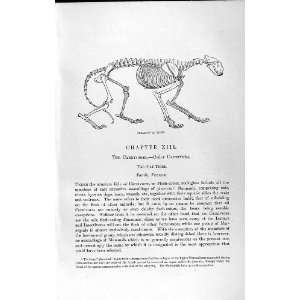  NATURAL HISTORY 1893 94 SKELETON TIGER CARNIVORE CAT