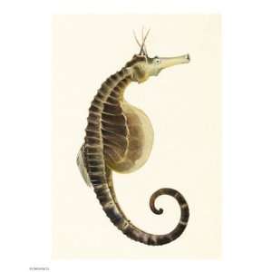  Sketchbook of Fishes, Pot Bellied Seahorse Poster (8.00 x 