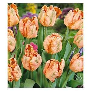  Apricot Parrot Tulip Seed Pack Patio, Lawn & Garden