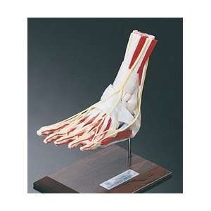  Deluxe Foot and Ankle Model: Health & Personal Care