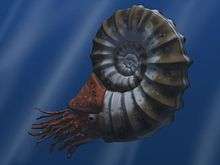 RARE Ammonite Natural Whole White Fossil Madagascar NR  