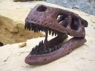 Museum Quality Dromaeosaurus Skull Fossil Dinosaur 10  