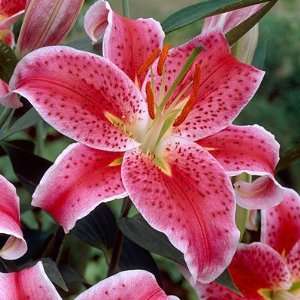  Oriental Lily Bulbs Stargazer Patio, Lawn & Garden
