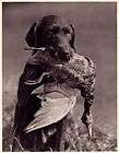dog german wirehaired pointer retrieves duck 1941 print expedited 