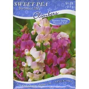 Sweet Pea   Perennial