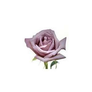  200 Premium Long Stem Roses Lavender: Patio, Lawn & Garden