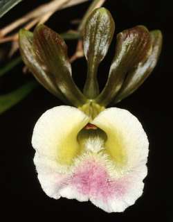 Eulophia petersii   orchid   orchids   20 seeds  