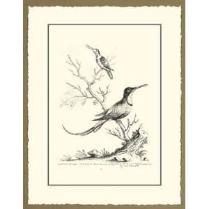  B&W Greater&Lesser Hummingbirds   Poster by George Edwards 