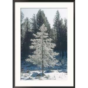  Douglas Fir, with Frost, USA Collections Framed 