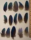 25 + 2 Free BLUE Macaw & Parrot Feathers 2 to 7 inches CHOOSE YOUR 