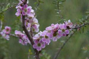Leptospermum squarrosum Peach Blossom Tree 20 seeds  